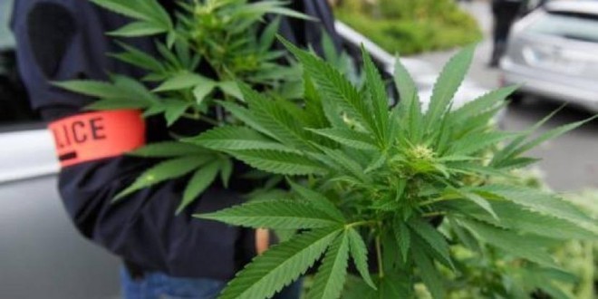 Interpellé avec 14 kg de cannabis, un néerlandais relâché faute d’interprète