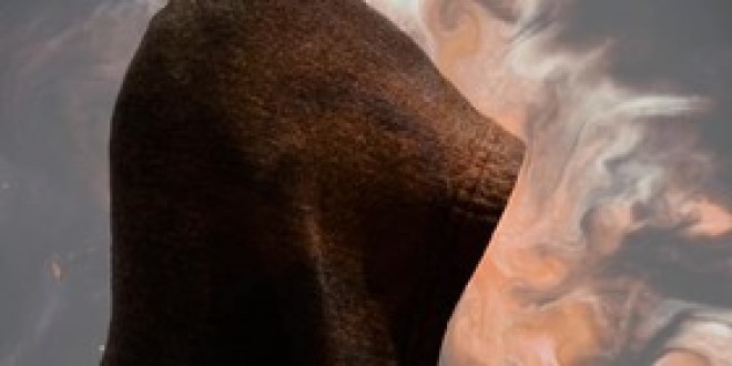 MOG revient avec son nouveau titre \'\'Jaani Nowra\'\'(Son)