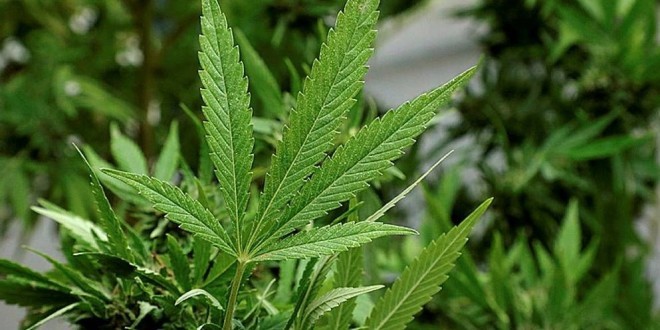 Une étude affirme que le cannabis protège du Covid-19