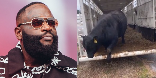 Rick Ross fait une folie et s’offre un…taureau (vidéo) 