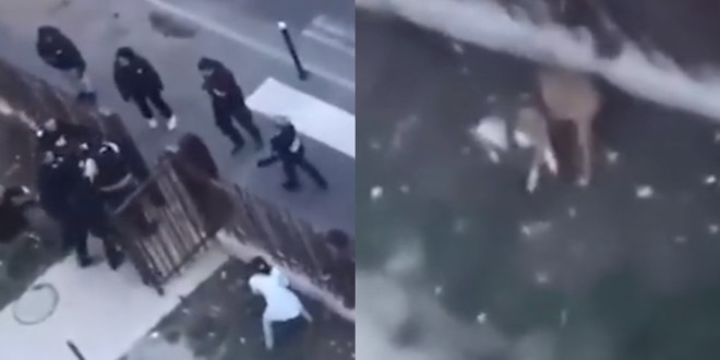 Des policiers abattent un American Staff qui a mordu deux adolescentes (Vidéo) 