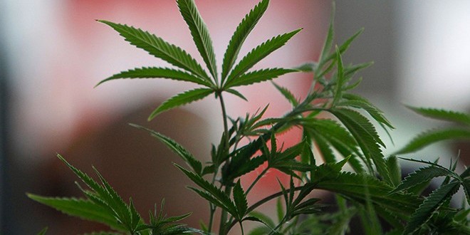 Marseille : Un policier tente de vendre 17 kilos de cannabis !