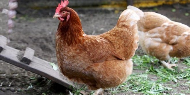 Un jeune de 14 ans viole un poulet!
