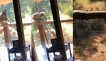 Niska : Des singes ont essayé de s'introduire dans la chambre d’hôtel du rappeur en Afrique du Sud Niska : Des singes ont essayé de s'introduire dans la chambre d’hôtel du rappeur en Afrique du Sud