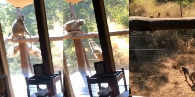 Niska : Des singes ont essayé de s\'introduire dans la chambre d’hôtel du rappeur en Afrique du Sud
