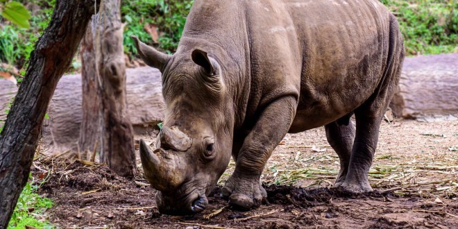 Le dernier Rhinocéros de Sumatra existant en Malaisie est mort ! 
