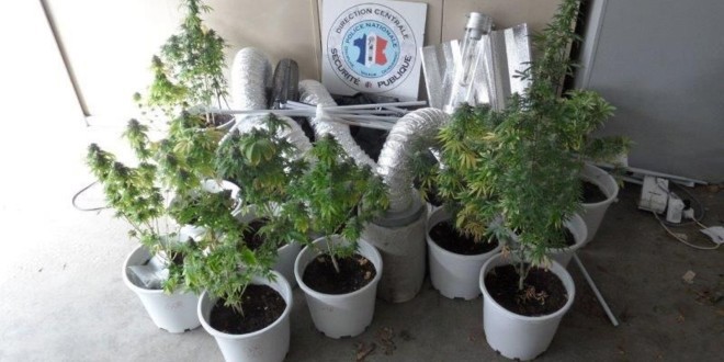 Une mère cultive du cannabis à la maison, son fils raconte tout à la police  